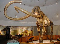 Kolumbijas mamuts Džordža S. Peidža muzejā, Losandželosā