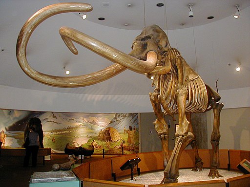  Columbian mammoth 