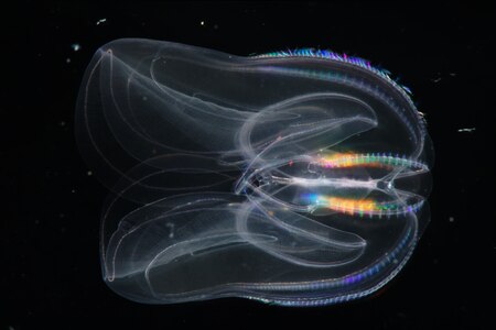 Tập_tin:Comb_jelly.tif