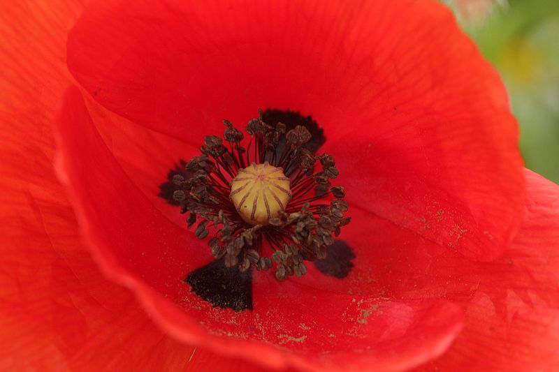 File:Common Poppy - Papaver rhoeas (26977762403).jpg