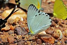 Společný albatros (Appias sylvia sylvia) male.jpg