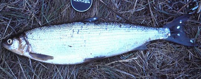 https://upload.wikimedia.org/wikipedia/commons/thumb/6/62/Coregonus_sardinella.jpg/640px-Coregonus_sardinella.jpg