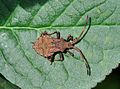 Dock Bug, nymph (Coreus marginatus) Lederwanze, Nymphe