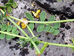 Coronilla vaginalis 3.jpg