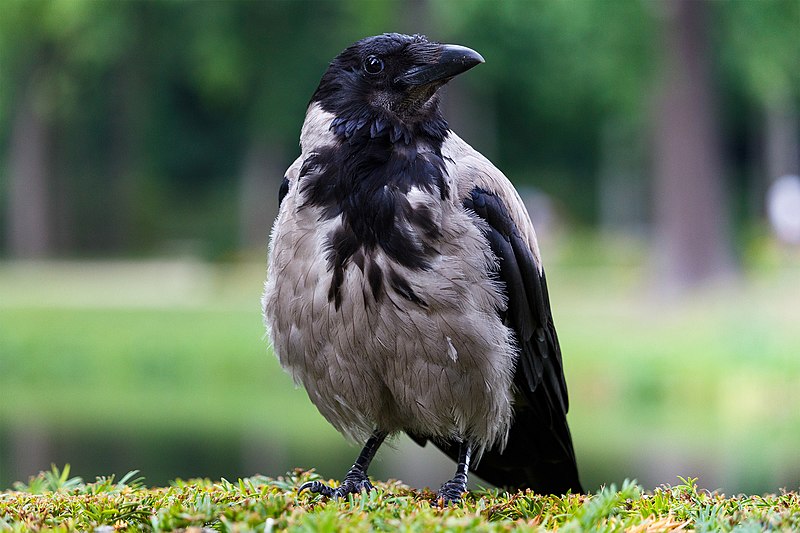 File:Corvus cornix 3.jpg