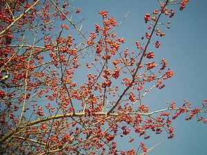 Crataegus pinnatifida fruit, Yongin.jpg