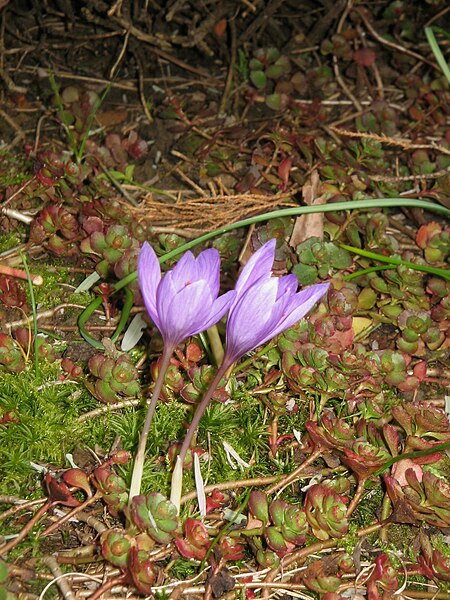 File:Crocus ligusticus.jpg