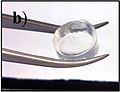 Photo of the same short-peptide-based hydrogel, held in forceps to demonstrate its stiffness and transparency.