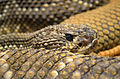 * Nomination Crotalus durissus - Natural History Museum of Nantes. --Selbymay 19:25, 9 February 2012 (UTC) * Promotion QI for me--Holleday 19:41, 9 February 2012 (UTC)