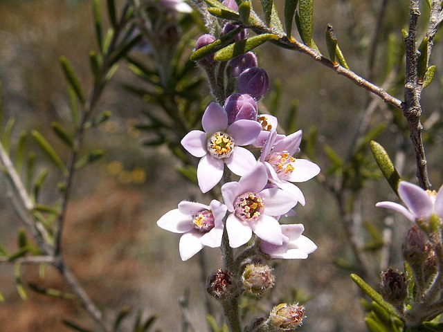 Leptospermum laevigatum - Wikipedia