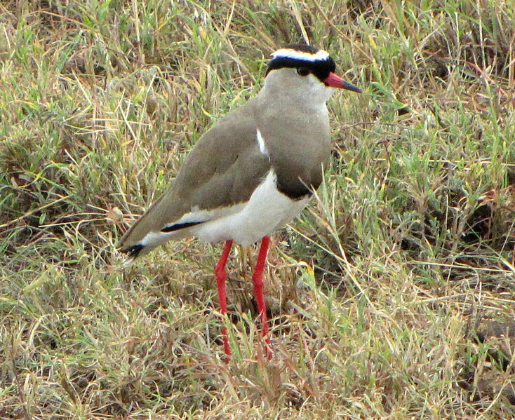 File:Crowned Lapwing, Serengeti.jpg