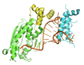 Crystal structure of the histone mRNA stem-loop, human stem-loop binding protein and 3′hExo ternary complex.png