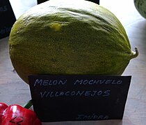 Cucumis melo, "melón mochuelo", Villaconejos.jpg
