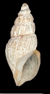 <i>Curtitoma fiora</i> Species of gastropod