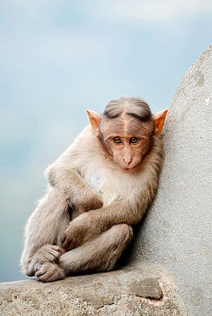 A Macaca radiata sitting on a rock