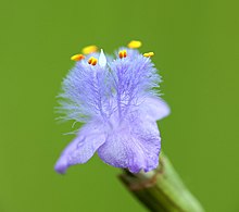 Cyanotis axillaris.jpg