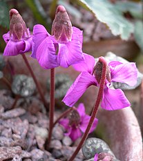 <center>Cyclamen alpinum</center>