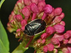 Cydnidae - Canthophorus dubius .JPG