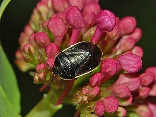 <i>Sehirinae</i> Subfamily of true bugs