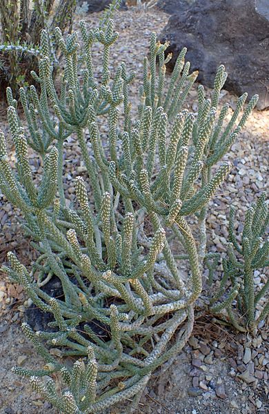 File:Cylindropuntia ramosissima kz1.jpg