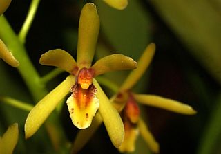 <i>Cymbidium suave</i> Species of orchid