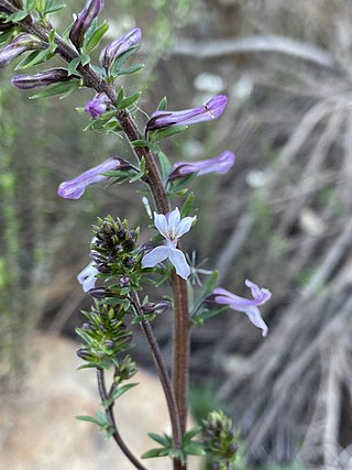 <i>Cyphia bulbosa</i>