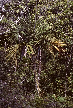 A Cyphophoenix elegans.jpg kép leírása.