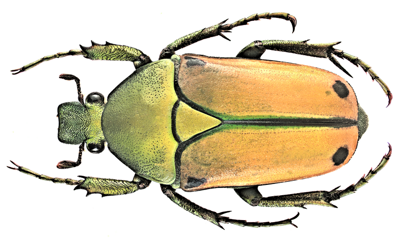 File:Cyprolais mutica (Janson, 1915).png