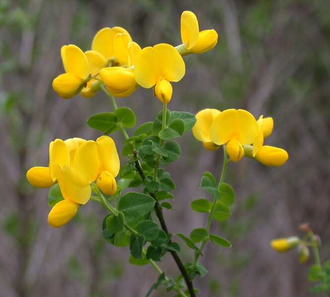 File:Cytisus sessilifolius1.jpg