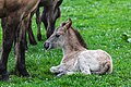 * Nomination Dülmen wild horses at the wild horse track (nature reserve “Wildpferdebahn im Merfelder Bruch”, COE-004) in Merfeld, Dülmen, North Rhine-Westphalia, Germany --XRay 04:02, 11 May 2024 (UTC) * Promotion  Support Good quality.--Agnes Monkelbaan 04:21, 11 May 2024 (UTC)  Support Good quality.--Tournasol7 04:23, 11 May 2024 (UTC)