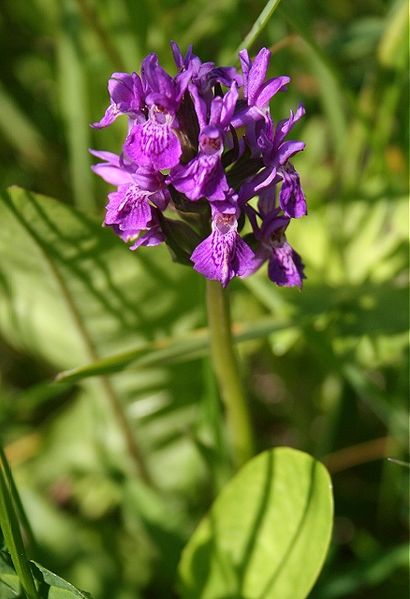 File:Dactylorhiza purpurella - Northern marsh orchid 1.jpg