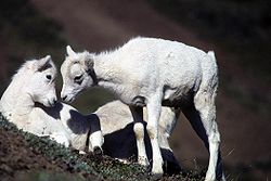 Dall sheep lambs on an Alaska cliff. Dall sheep lambs.jpg