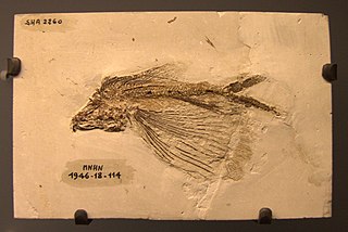 <i>Cheirothrix</i> Extinct genus of ray-finned fishes