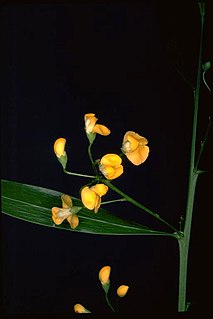 <i>Daviesia flava</i> Species of flowering plant