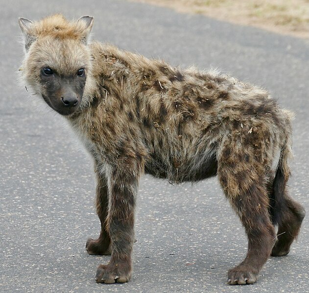 File:Day 76 Spotted Hyaena (Crocuta crocuta) juvenile ... (53380253089).jpg