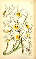 Dendrobium bensoniae plate 5679 in: Curtis's Bot. Magazine (Orchidaceae), vol. 93, (1867)