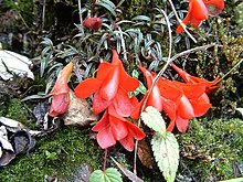 Dendrobium cuthbertsonii Yeni Gine.jpg