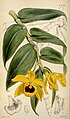 Dendrobium ochreatum (as syn. Dendrobium cambridgeanum) plate 4450 in: Curtis's Bot. Magazine, vol. 75, (1849)