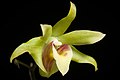 Dendrobium officinale