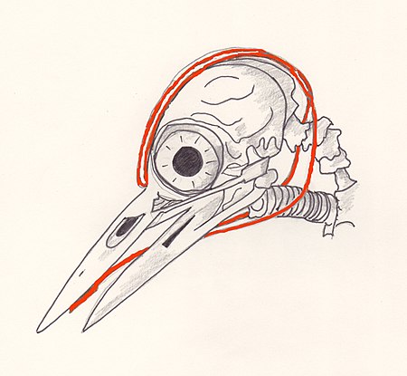 Tập tin:Dendrocopos major skull.jpg