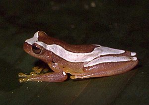 Dendropsophus elegans.jpg