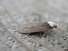 Depressaria emeritella.jpg