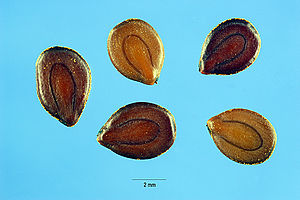 Desmanthus illinoensis seeds.jpg