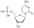 Цитозинов дезоксинуклеотид