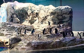 Penguin Conservation Center