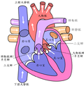 Thumbnail for File:Diagram of the human heart (cropped)(ZH T).png