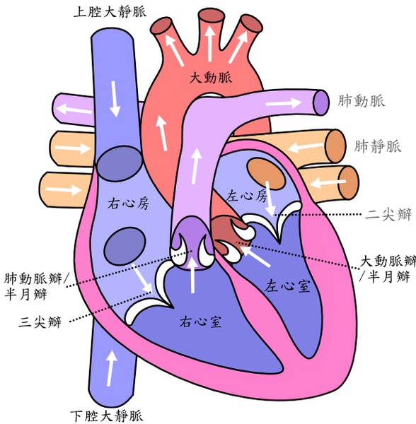 File:Diagram of the human heart (cropped)(ZH T).png