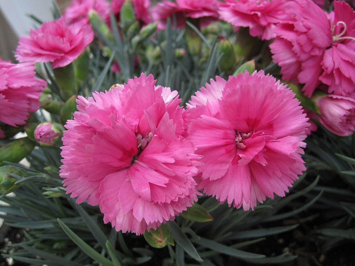 Dianthus caryophyllus - Wikipedia