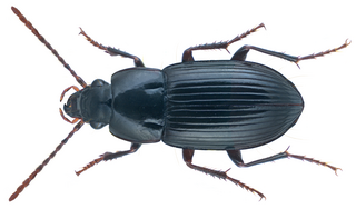 <i>Dicaelindus</i> Genus of beetles