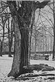 Die Gartenlaube (1892) b 064.jpg Eine merkwürdige Naturerscheinung. Linde mit Adventivwurzeln im Dresdner Großen Garten